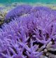 El curioso propósito que se esconde detrás de la rara coloración de los arrecifes de coral