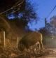 FOTO: MANE ESPINOSA. UNA PAREJA DE JABALIES BUSCAN COMIDA JUNTO A LA CARRETERA ENTRE LES PLANES Y VALLVIDRERA.