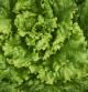 Lechuga