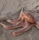 La sencilla explicación al video viral del pulpo gigante paseando por la playa