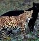 Consigue la foto ‘perfecta’ de un leopardo y una pantera