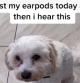 Encuentra sus auriculares perdidos al escuchar música en el estómago de su perro