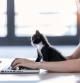 Shot of a pretty little cat looking the laptop while its owner working with him at home.