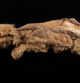 El cachorro falleció hace unos 57.000 años pero aún conserva todo el pelaje