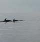 Delfines avistados en la desembocadura del Ebro.