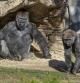 Gorilas de la manada del zoo de San Diego que han dado positivo en Covid-19.