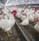 La producción de aves se ha multiplicado por diez a nivel mundial en los últimos 50 años