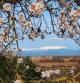 Vista del Canigó desde la colina de Empúries, con el almendro en primer plano.