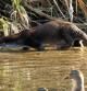 Nutria en el río Besòs de Sant Adrià, en el Barcelonès