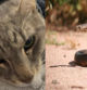 Un gato se sacrifica para salvar a dos niños de una de las serpientes más mortíferas del mundo