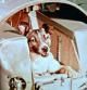 El 3 de noviembre 1957, Laika fue el primer animal puesto en órbita, allanando el camino para los vuelos espaciales tripulados