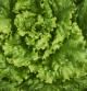 Lechuga