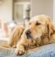 Golden Retriever resting on her pillow after lots of playing.