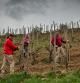 Trabajadores en las viñas de Álvaro Palacios, en Gratallops