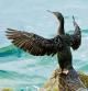Cormorán secándose las alas en Sant Pol de Mar.