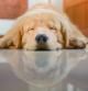Sleeping Dog (Golden Retriever)