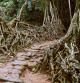 Puente de raíz viva en la aldea de Riwai, Meghalaya, India