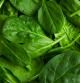 Espinacas, el alimento más conocido contra la anemia