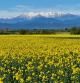 Campo de colza en Borrassà con el Canigó al fondo.