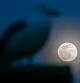 La gaviota y la luna en Vic.