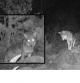 ¿De dónde ha salido el lobo fotografiado en el parque de Aigüestortes?