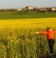 Campos de colza en primavera en Les Masies de Roda.