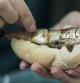 Woman eating roasted sardines on bread with her hands