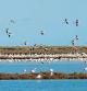 03122020 Delta del Ebro después del temporal Flamencos i aves en el delta del Ebro ,playa del Trabucador,