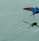 Vuelo bajo de la golondrina en el río Ter en el momento que empieza a llover.