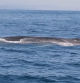 Localizadas 13 ballenas en 2 días en la costa del Garraf