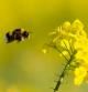 El abejorro en vuelo buscando la flor de colza.