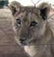 Cría de león en una de las granjas especializadas en esta polémica ganadería en Sudáfrica