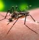 Como en muchos otros mosquitos, solo las hembras de 'Aedes aegypti' pican a los  humanos  .