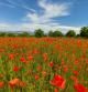 Panorámica de un campo de amapolas en Osona.