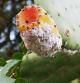 Fruto de una chumbera ('Opuntia ficus-indica') afectada por una cohinilla del carmín ('Dactylopius opuntiae') .