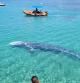 La ballena ha aparecido en aguas de Santa Ponça, una zona turística de Mallorca.