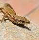 Retrato de una lagartija colilarga encontrada en los jardines del monasterio de Pedralbes.