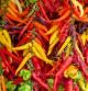 Surtido de chiles picantes