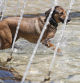 Ni cortarles el pelo ni echarles agua en el lomo: así sobreviven los perros al calor extremo del verano