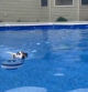 El ingenioso truco de una perrita para entrar y salir de la piscina a su antojo