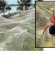 Telaraña gigante en Gippsland, Australia, y una de las arañas causantes del fenómeno .