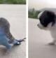 La tierna amistad entre un cachorro y un periquito que está enamorando a Internet