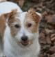 Crumpet es una Jack Russell que ha pasado 11 años desaparecida