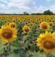 Un campo de Girasoles en el Baix Empordà.