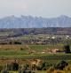 Viñedos situados en el Pla del Bàges, con Montserrat al fondo