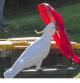 LV_Clever Cockatoos 'Learn From Each Other How To Lift Up Bin Lids To Forage For Food'   Swns