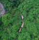 China usa plátanos y drones para guiar al grupo de elefantes desorientados