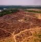 La tala ilegal de la Amazonia brasileña, al descubierto