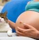 Es dudoso que los gatos tengan algún efecto negativo en las embarazadas