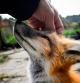 Los zorros se están popularizando como mascotas